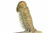 Flying Crotalocephalina Trilobite - Exposed Hyposteme #339446-4